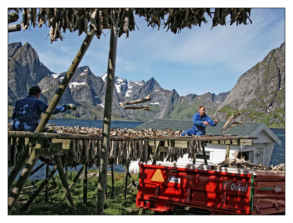 Stockfischernte in Hamnoy