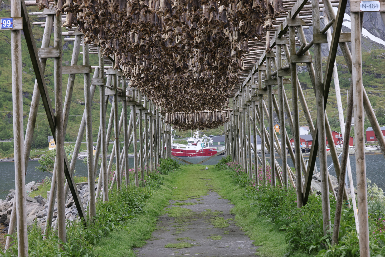 Stockfischernte in Hamnøy (Lofoten) - 1