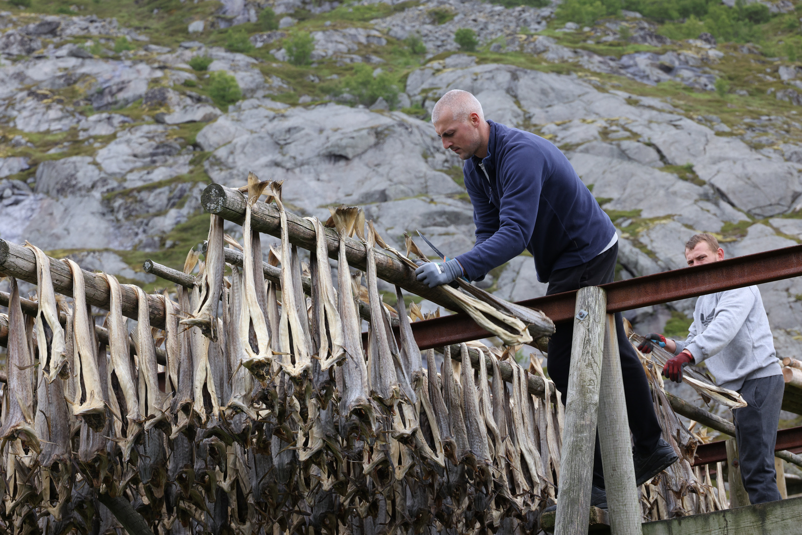 Stockfischernte in Hamnøy (Lofoten) - 2