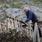 Stockfischernte in Hamnøy (Lofoten) - 2