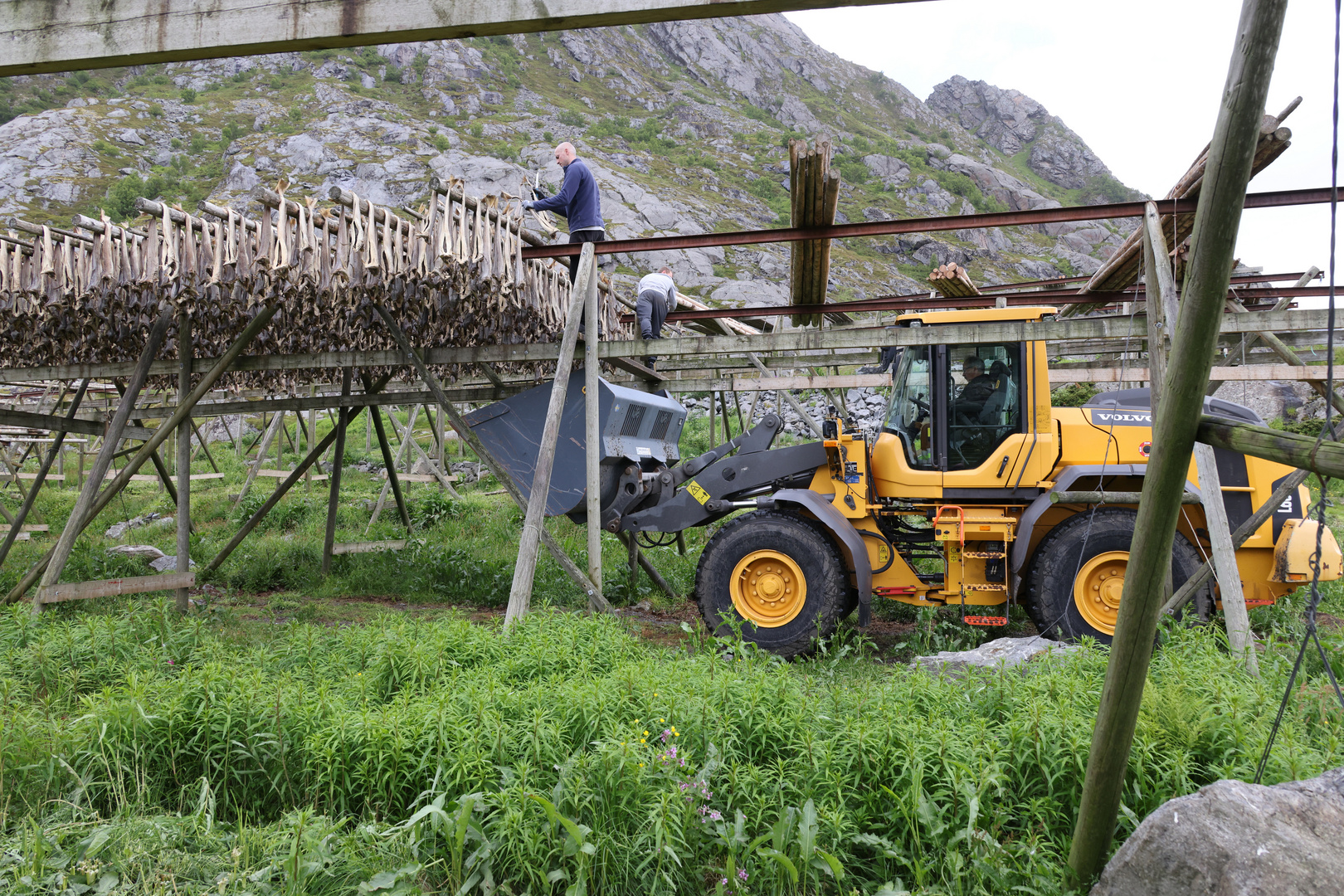 Stockfischernte in Hamnøy (Lofoten) - 3