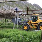 Stockfischernte in Hamnøy (Lofoten) - 3