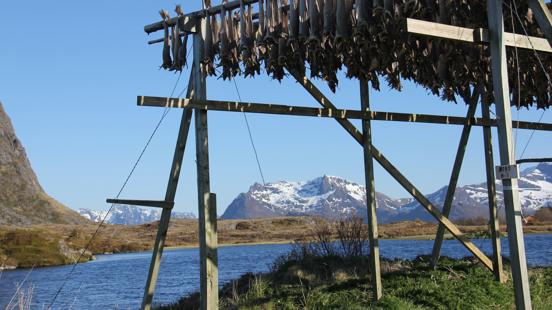 Stockfischgestelle auf den Lofoten