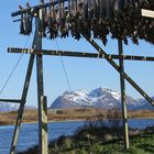 Stockfischgestelle auf den Lofoten