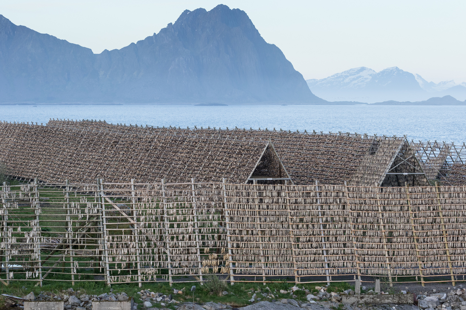 Stockfischgestelle in Svolvær