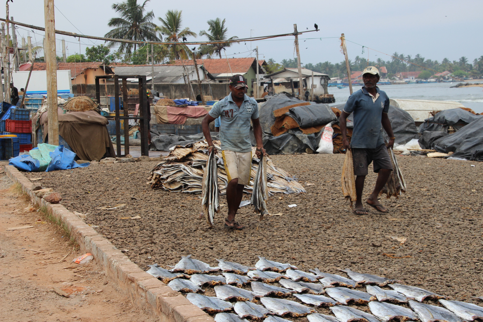 Stockfischherstellung in Sri Lanka