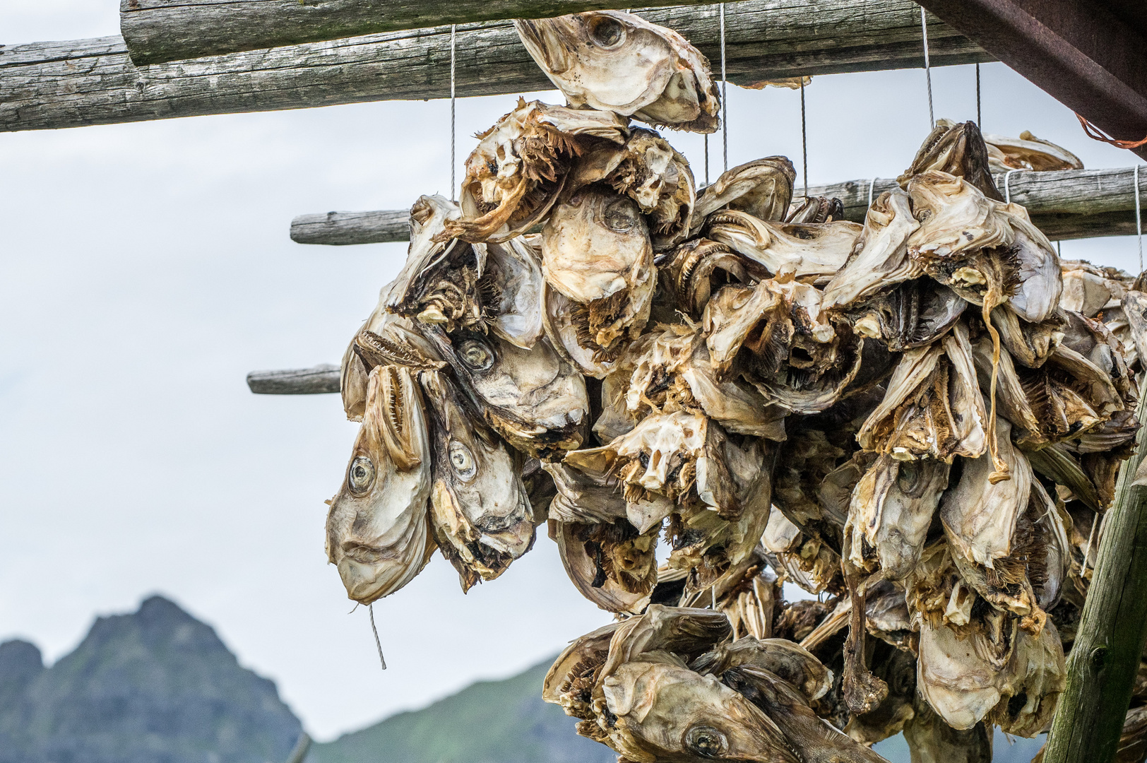 Stockfischköpfe für Nigeria - Lofoten