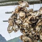 Stockfischköpfe für Nigeria - Lofoten