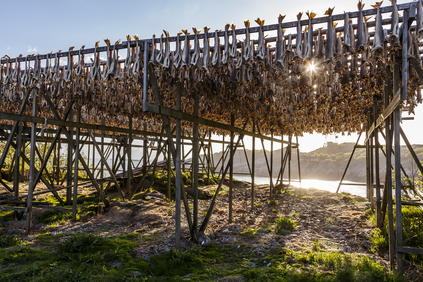 Stockfischproduktion in Henningsvær