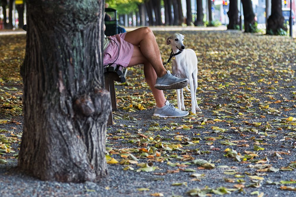 Stockholm - Hund & Herrchen