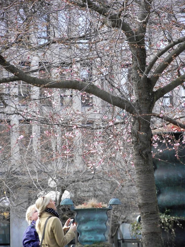 Stockholm - Im Kungsträdgården blühen wieder Kirschen.