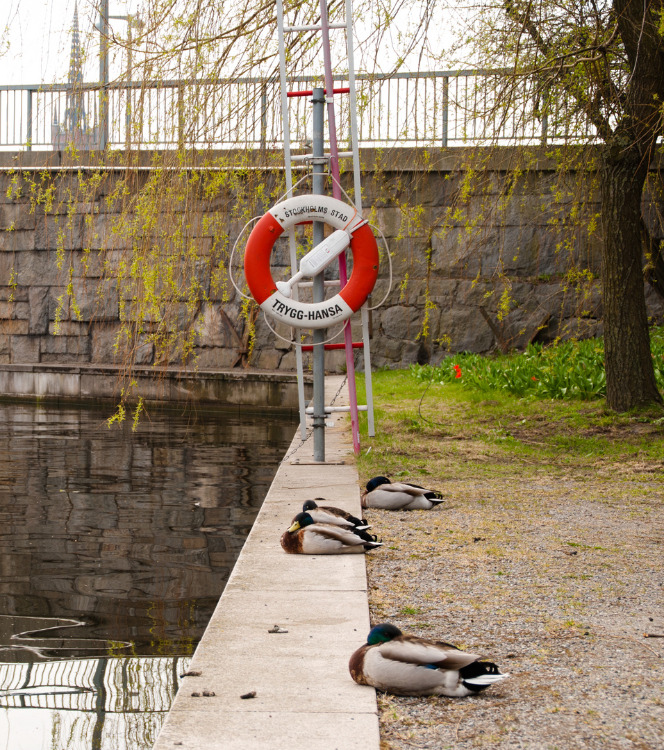 Stockholmer Enteriche