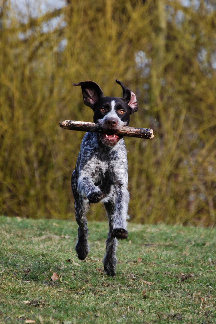 Stockhund