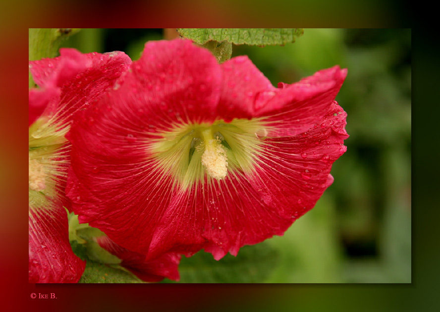 ~ Stockmalvenblüte ~