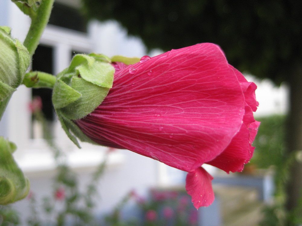 Stockrose