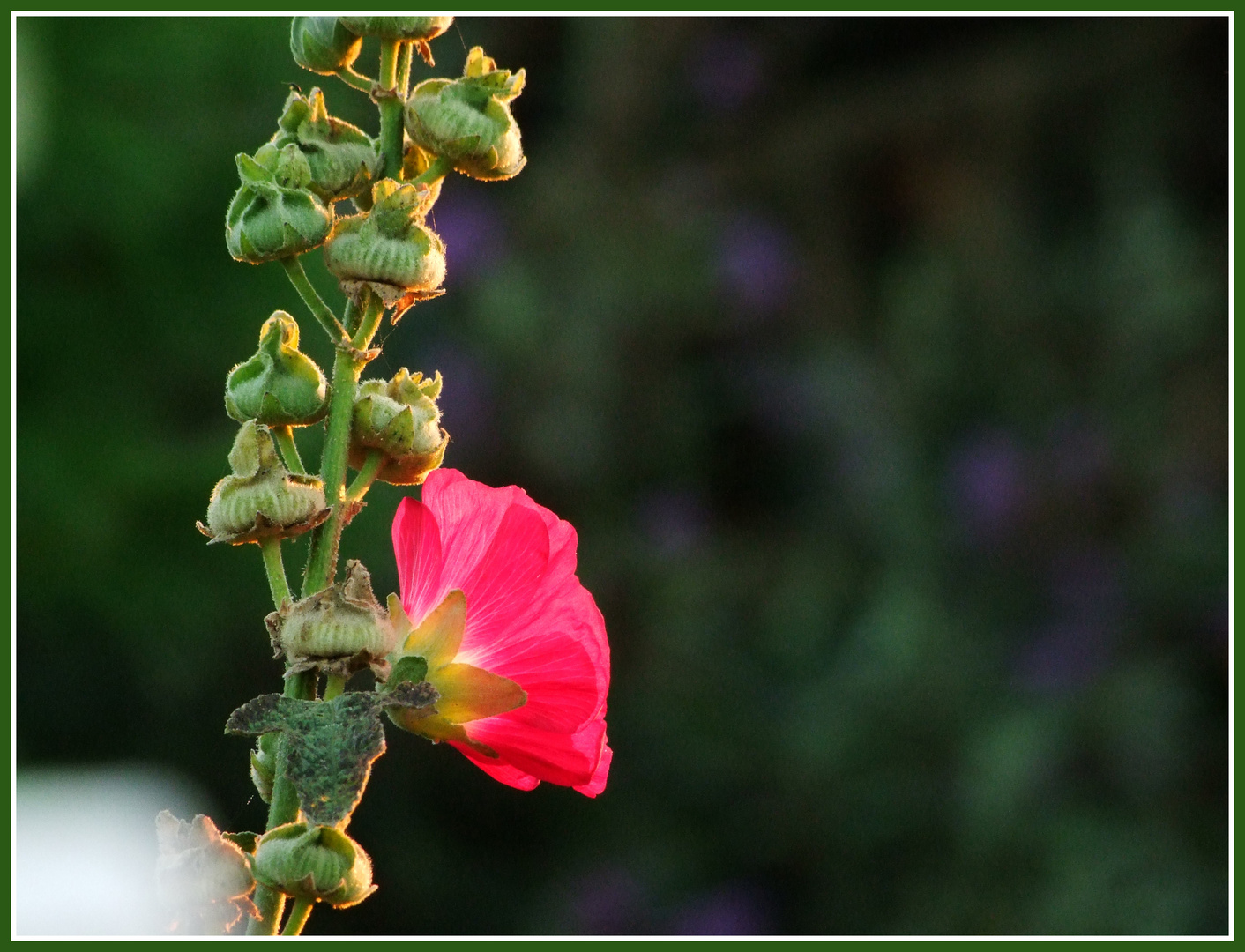 Stockrose