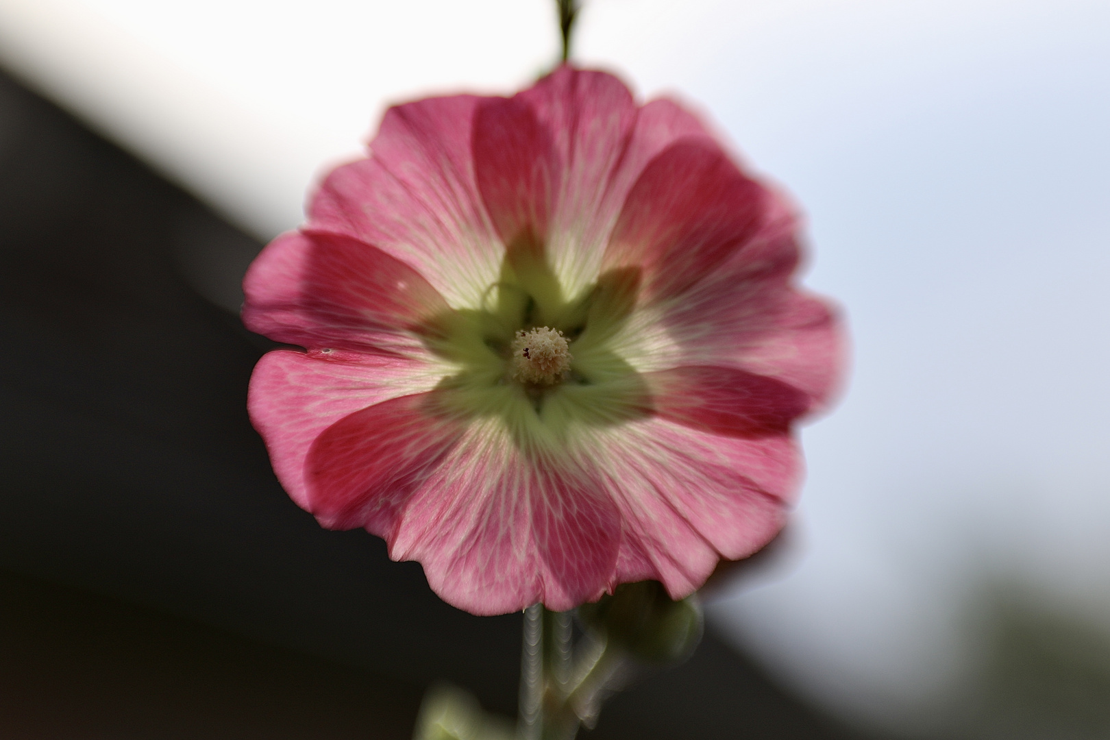 StockRose