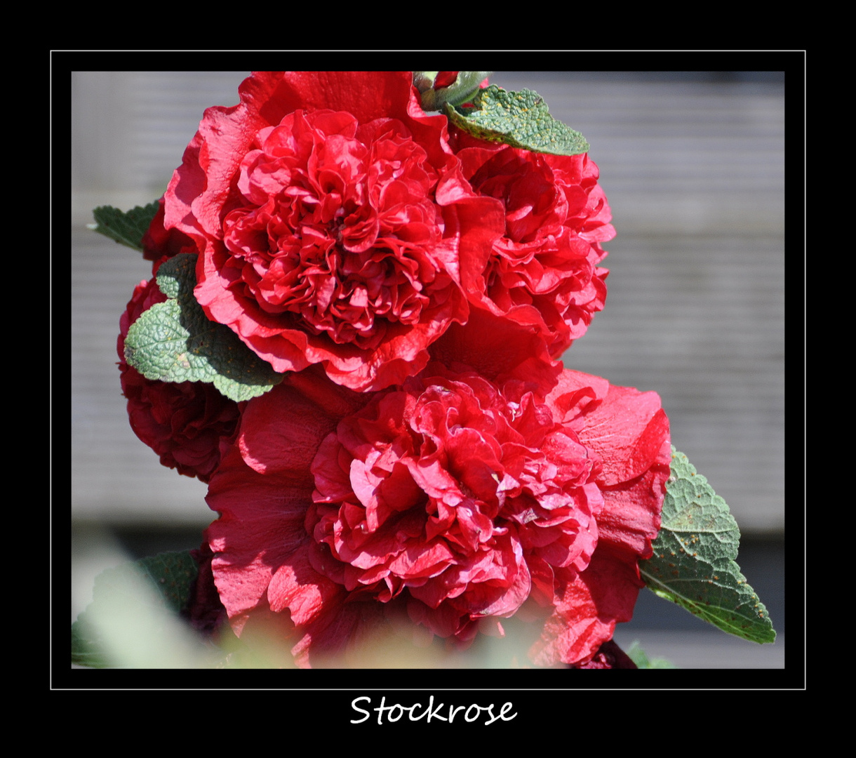 Stockrose