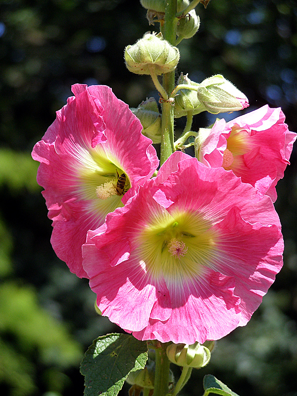 Stockrose