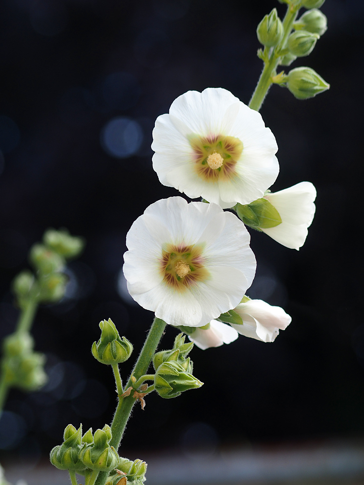 Stockrose