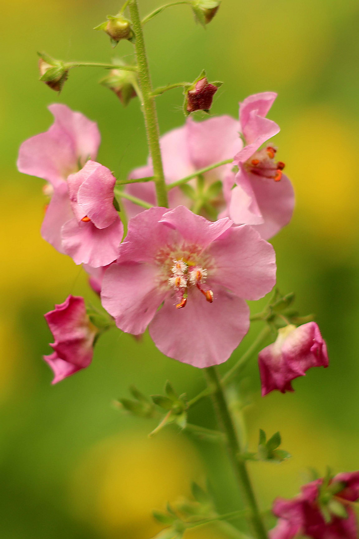 Stockrose