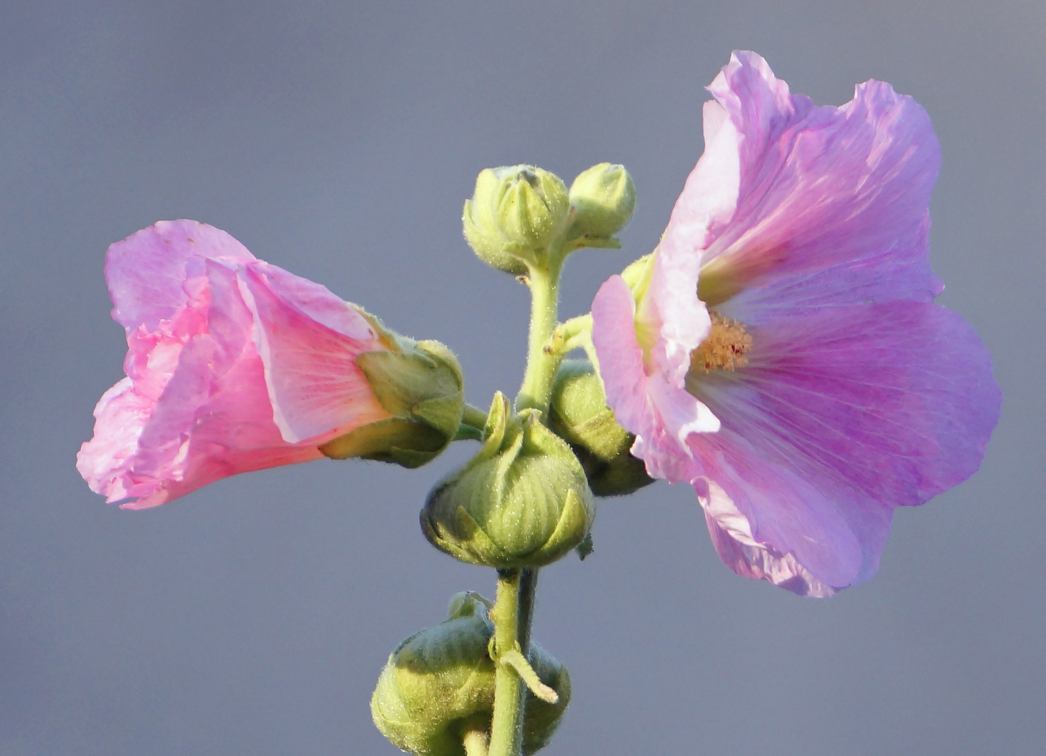 Stockrose