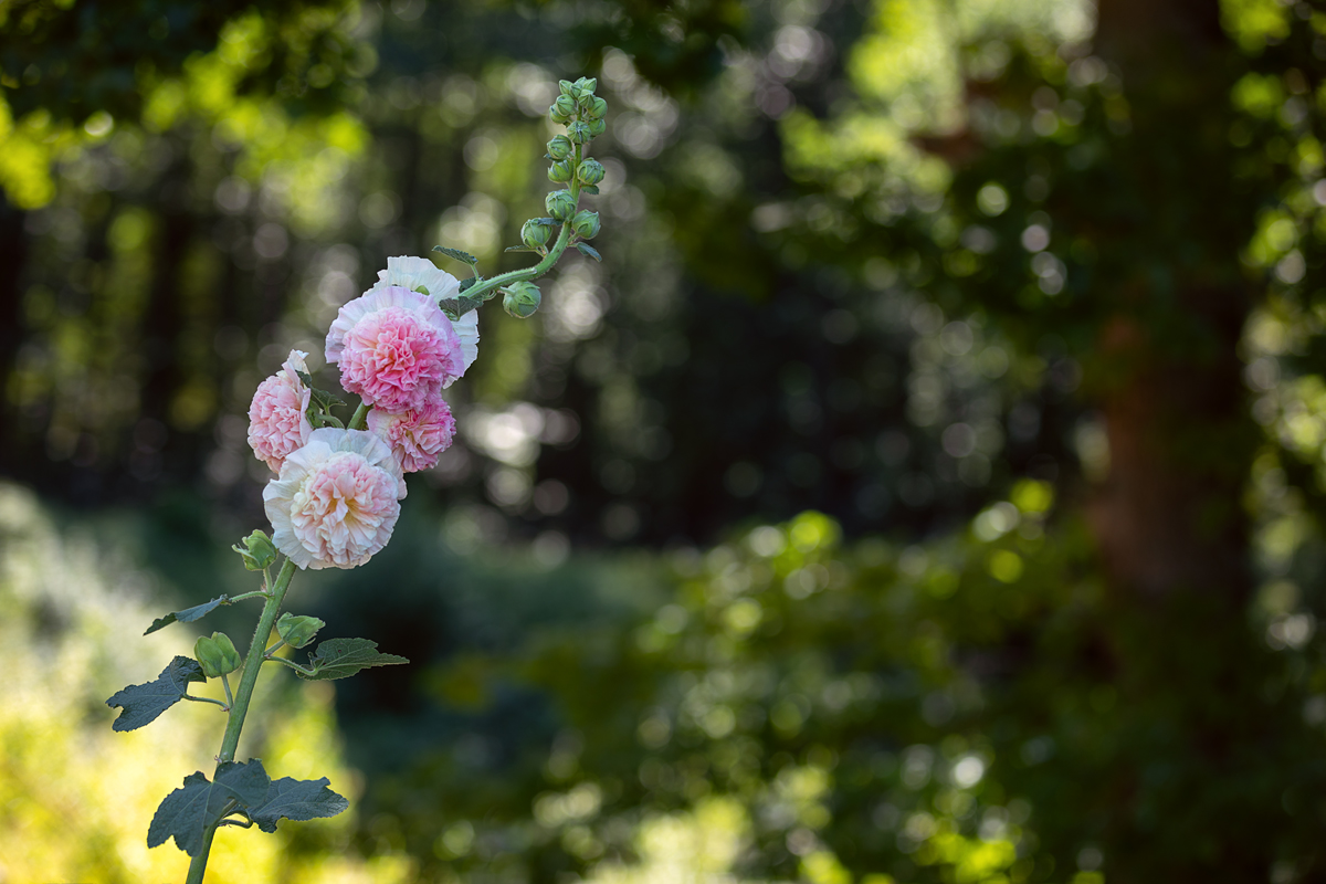 Stockrose