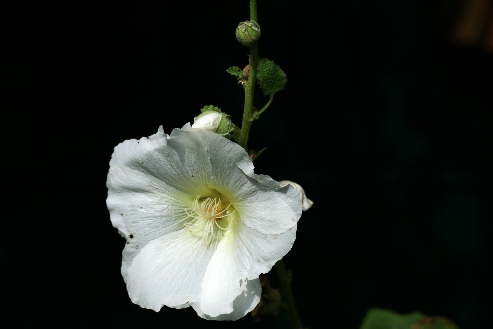 Stockrose