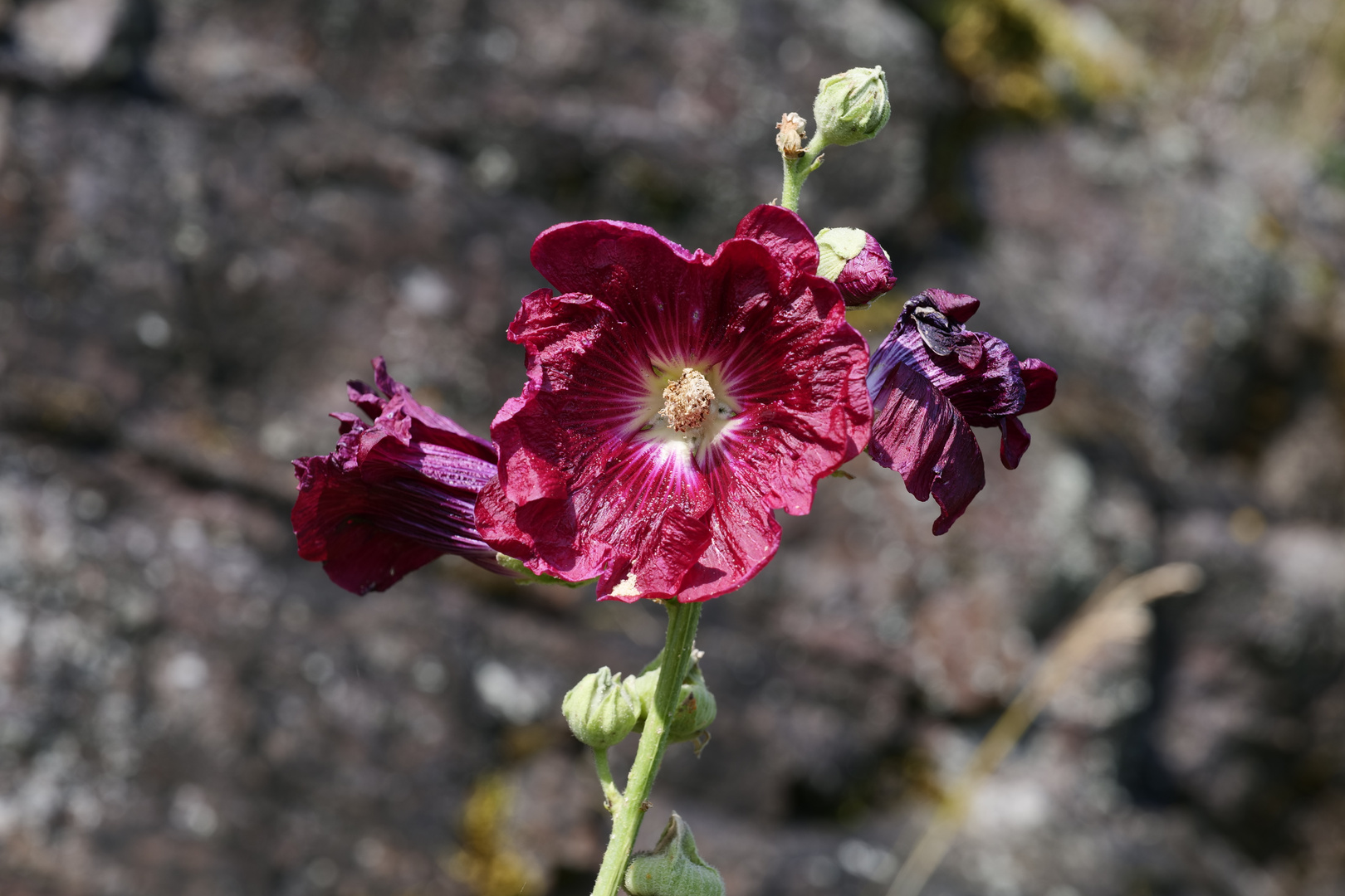 Stockrose