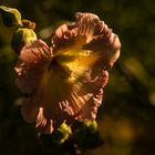 - Stockrose (Alcea rosea) -