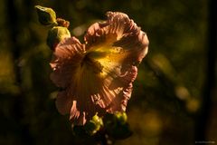 - Stockrose (Alcea rosea) -