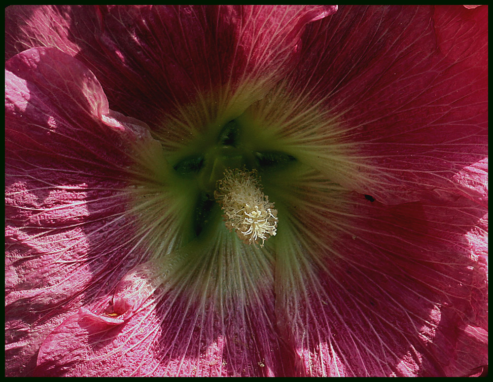 Stockrose - Alcea rosea