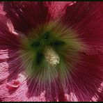 Stockrose - Alcea rosea