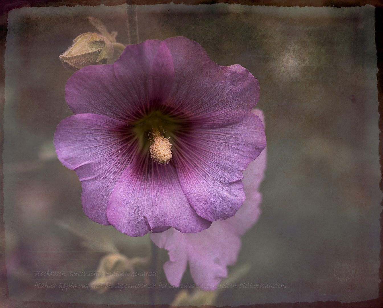  Stockrose (Alcea rosea)