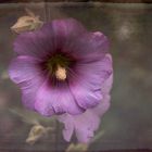  Stockrose (Alcea rosea)