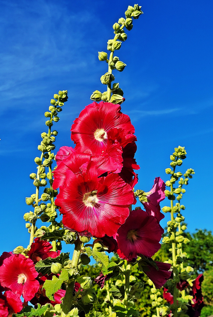 Stockrose (Alcea rosea)