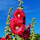 Stockrose (Alcea rosea)