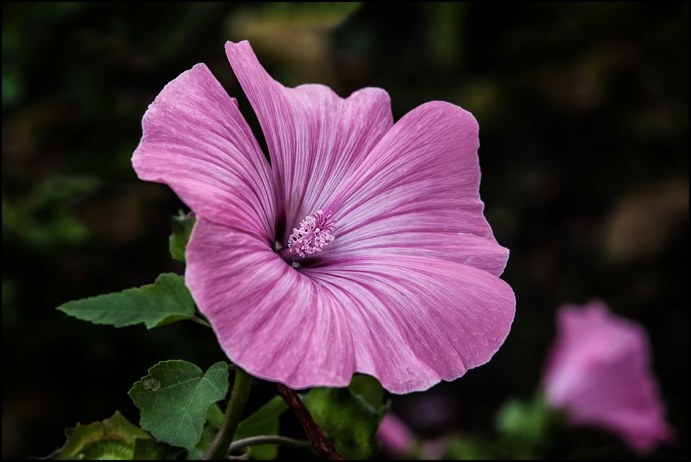 Stockrose (Alcea rosea).