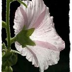 Stockrose (Alcea rosea)