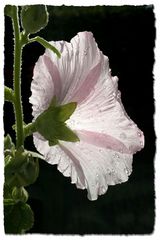 Stockrose (Alcea rosea)