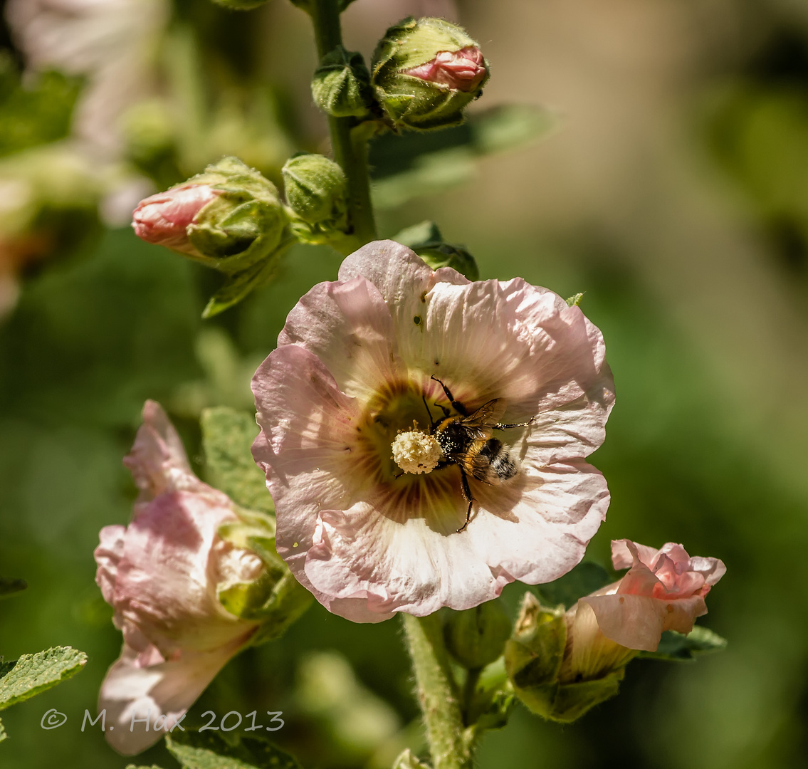 Stockrose