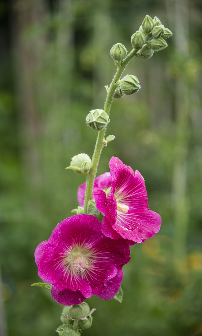 Stockrose