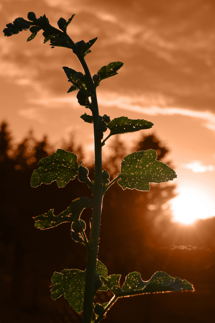 Stockrose bei Sonnenuntergang