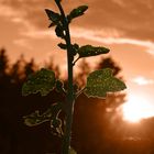 Stockrose bei Sonnenuntergang