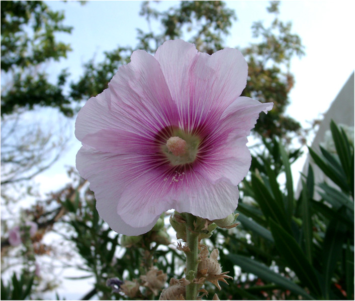 Stockrose (danke @ Werner) oder Hibiskus (danke @ Piroska Baetz) - Was ist nun richtig ? ;)