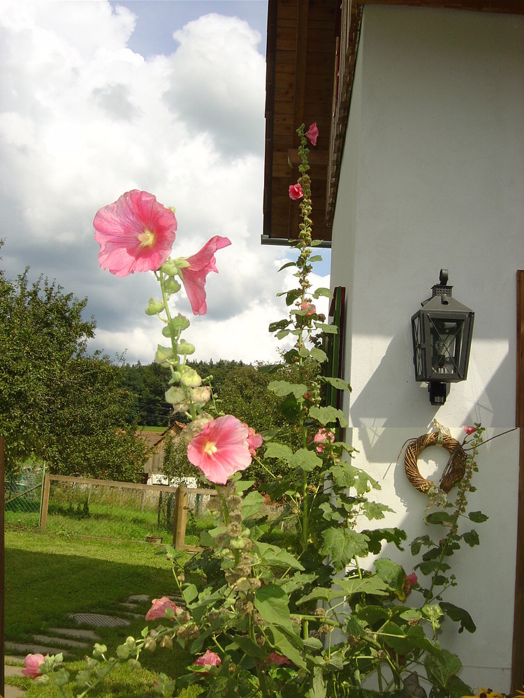 Stockrose, etwas Farbe am Winter.