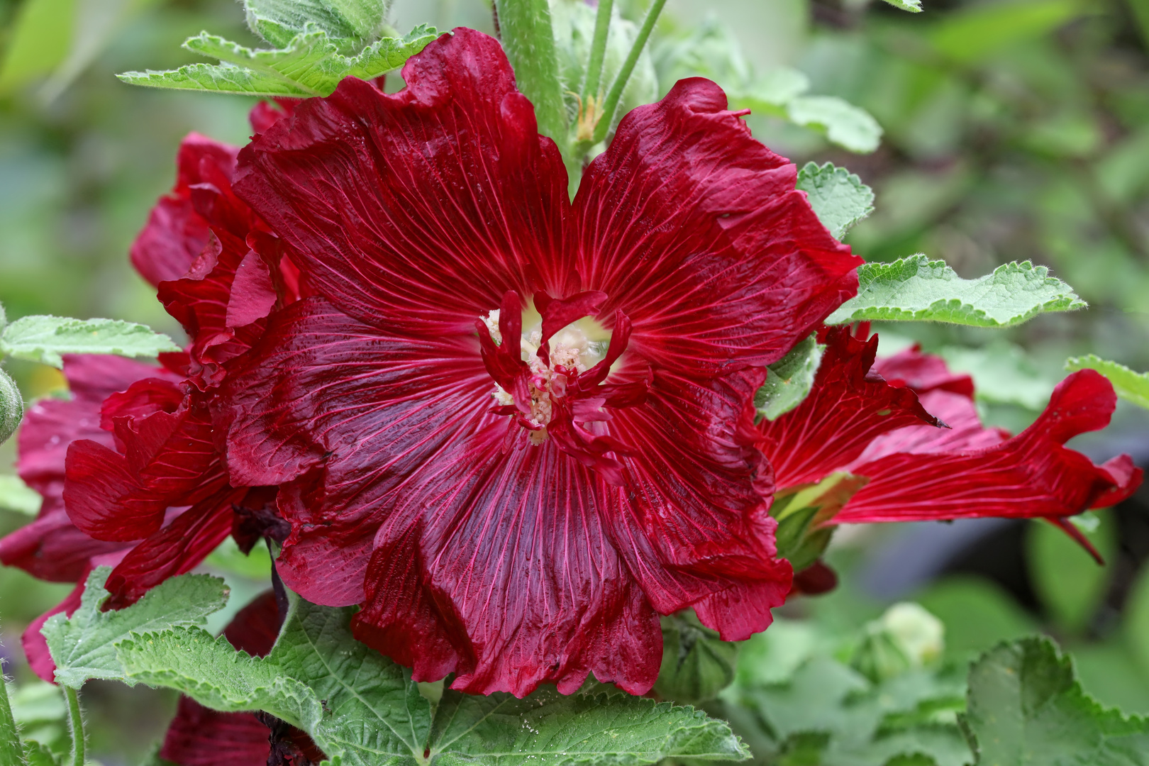 Stockrose - hollyhock