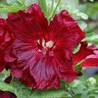 Stockrose - hollyhock