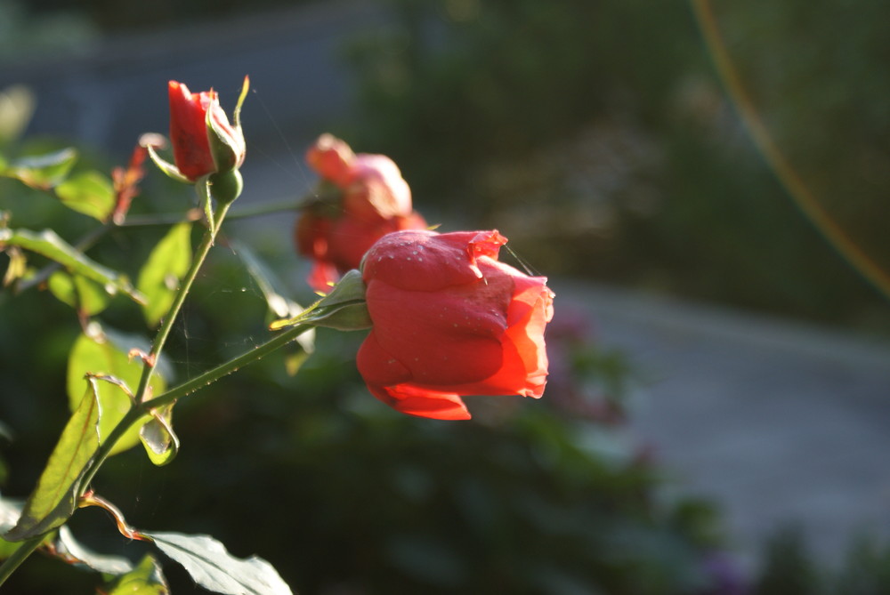 Stockrose im abendrot, nach einem sommerlichen Regenschauer