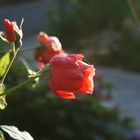 Stockrose im abendrot, nach einem sommerlichen Regenschauer